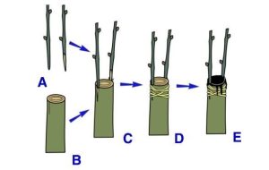 Πάστα Eμβολιασμού Φυτών 200gr ARTI TEC FONTEVERDE MASTICE200 - Image 3