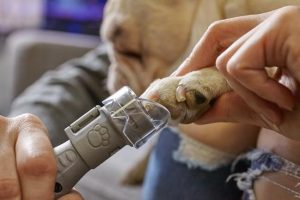 Dremel Εργαλείο Περιποίησης Νυχιών Κατοικιδίων F0137020JA - Image 4