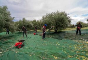 Ελαιοραβδιστικό YAMASTIK Νιφάδα Χ14 2,5m 12V-18V για Δυναμό - Image 3
